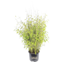 Dicht gewachsene Bambuspflanze Well-Born Bamboo Africa in einem schwarzen Pflanztopf.