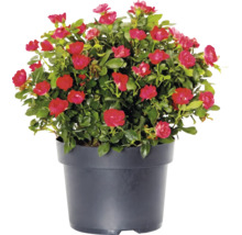 Blühende Zwergrose mit roten Blüten in einem schwarzen Pflanztopf.