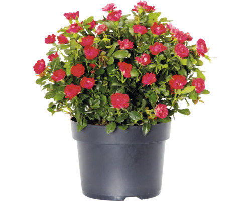 Blühende Zwergrose mit roten Blüten in einem schwarzen Pflanztopf.