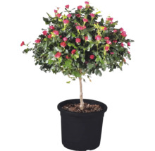 Blühende Stammrose mit rosa Blütenknospen und grünen Blättern in einem schwarzen Pflanztopf.
