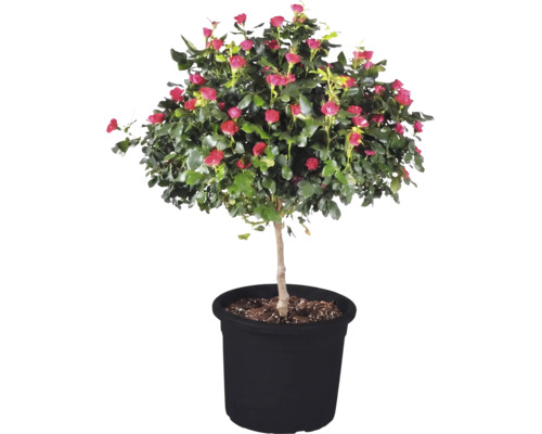 Blühende Stammrose mit rosa Blütenknospen und grünen Blättern in einem schwarzen Pflanztopf.