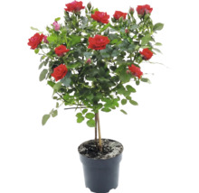 Stammrose mit roten Blüten und grünen Blättern in einem schwarzen Pflanztopf.