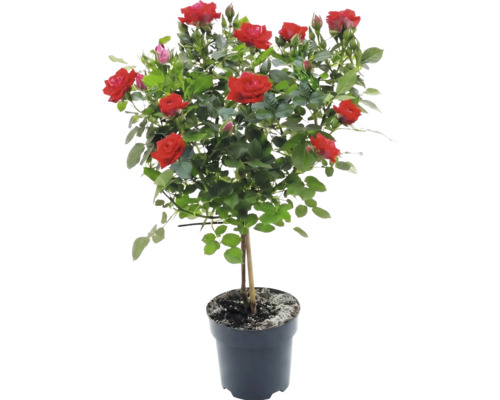 Stammrose mit roten Blüten und grünen Blättern in einem schwarzen Pflanztopf.