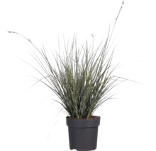 Ziergras mit gestreiften Blättern im schwarzen Kunststofftopf für den Garten und Balkon.