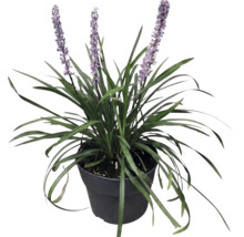 Liriope muscari Lilientraube mit langen grünen Blättern und aufrechten violetten Blütenständen in einem schwarzen Pflanztopf.