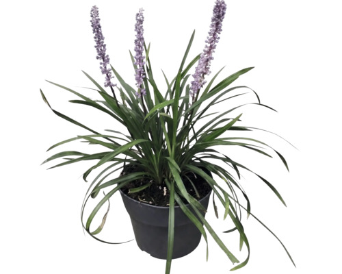 Liriope muscari Lilientraube mit langen grünen Blättern und aufrechten violetten Blütenständen in einem schwarzen Pflanztopf.