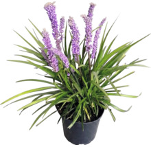 Lilientraube Liriope muscari mit violetten Blütenständen und grünen Blättern in einem schwarzen Kunststofftopf.