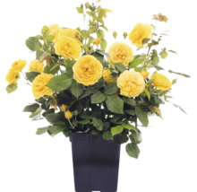Gelbe Strauchrose mit vielen Blüten und Knospen in einem schwarzen Topf.