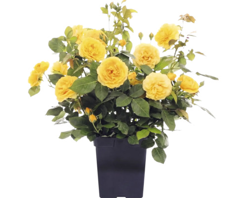 Gelbe Strauchrose mit vielen Blüten und Knospen in einem schwarzen Topf.