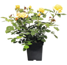 Gelbe Rose im schwarzen Pflanztopf mit mehreren Blüten und Knospen.