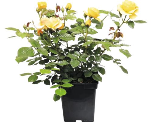 Gelbe Rose im schwarzen Pflanztopf mit mehreren Blüten und Knospen.