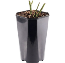Rosenpflanze in einem hohen schwarzen Kunststofftopf mit Mulch auf der Erde.