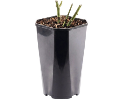 Rosenpflanze in einem hohen schwarzen Kunststofftopf mit Mulch auf der Erde.