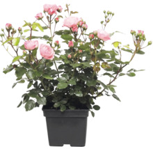 Rose mit rosa Blüten im schwarzen Pflanztopf.
