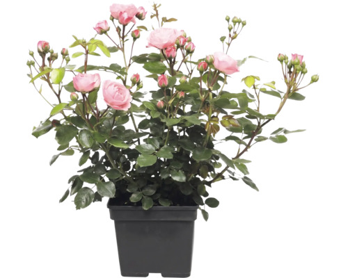 Rose mit rosa Blüten im schwarzen Pflanztopf.