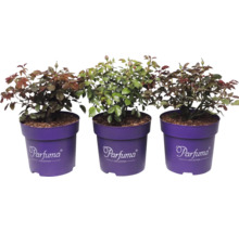 Drei Rosenpflanzen der Parfuma Collection in violetten Töpfen mit grünen Blättern und Blütenknospen.