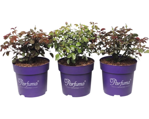 Drei Rosenpflanzen der Parfuma Collection in violetten Töpfen mit grünen Blättern und Blütenknospen.