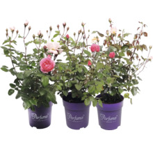 Drei blühende Rosenpflanzen der Parfuma Collection mit Knospen in lila Töpfen mit Parfuma Collection Logo.