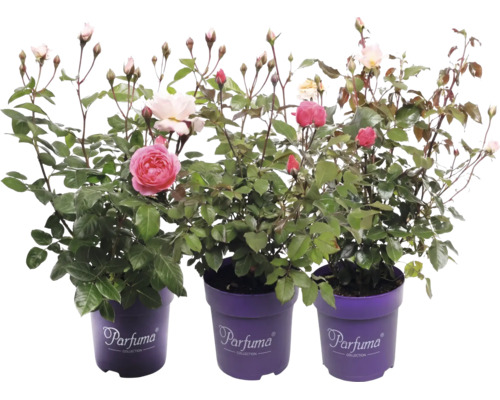 Drei blühende Rosenpflanzen der Parfuma Collection mit Knospen in lila Töpfen mit Parfuma Collection Logo.