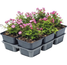 Sechserpack Bodendeckerrosen mit rosa Blüten in grauen Kunststofftöpfen auf einer Transportpalette.