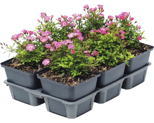 Sechserpack Bodendeckerrosen mit rosa Blüten in grauen Kunststofftöpfen auf einer Transportpalette.