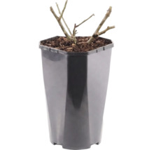 Pflanze mit zurückgeschnittenen Trieben in einem schwarzen Kunststofftopf mit Rindenmulch.