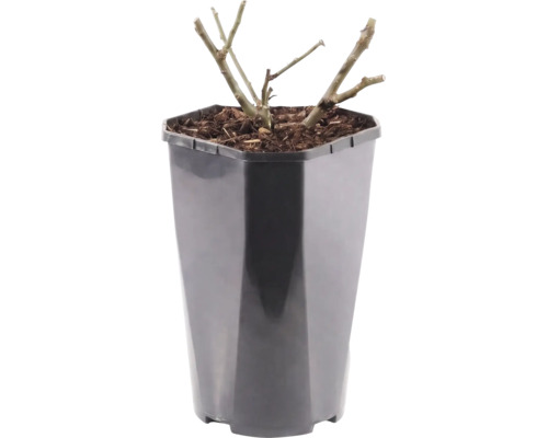 Pflanze mit zurückgeschnittenen Trieben in einem schwarzen Kunststofftopf mit Rindenmulch.