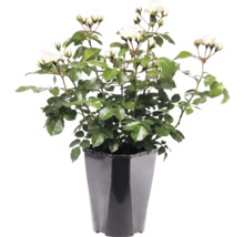 Weiße Rosenpflanze mit grünen Blättern und Knospen in einem schwarzen Kunststofftopf.