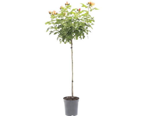 Stammrose mit apricotfarbenen Blüten im Kunststofftopf.