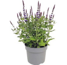 Blühende Steppensalbei im Topf mit grünen Blättern und aufrechten violetten Blütenähren.