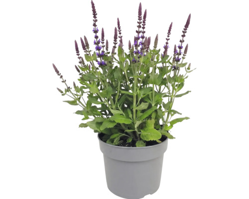 Blühende Steppensalbei im Topf mit grünen Blättern und aufrechten violetten Blütenähren.