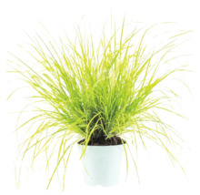 Ziergras Pennisetum in einem weißen Kunststofftopf mit hellgrünen, schmalen Halmen.