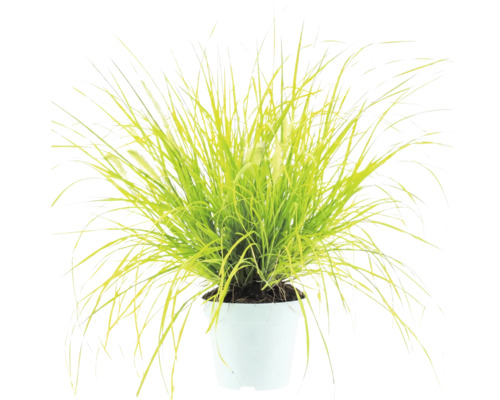 Ziergras Pennisetum in einem weißen Kunststofftopf mit hellgrünen, schmalen Halmen.