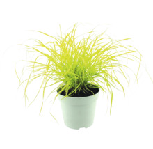 Gold-Segge Carex elata Aurea im weißen Pflanztopf