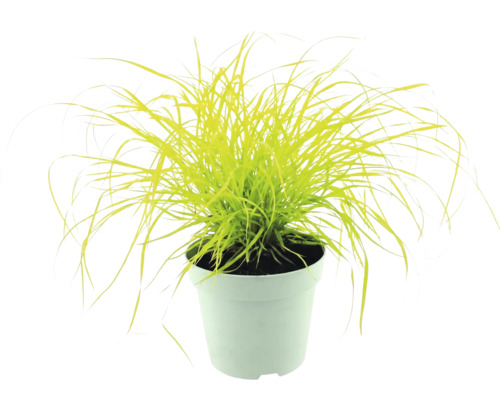 Gold-Segge Carex elata Aurea im weißen Pflanztopf