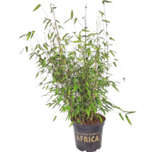 Gartenbambus Fargesia murielae Africa im Pflanztopf.