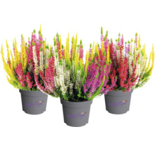 Drei Töpfe mit mehrfarbiger Besenheide Calluna vulgaris, High Five Logo.