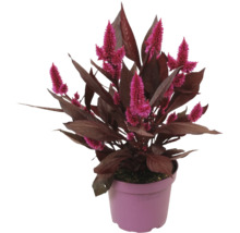 Brandschopf (Celosia) mit rosafarbenen Blüten und dunkelroten Blättern im Kunststofftopf.
