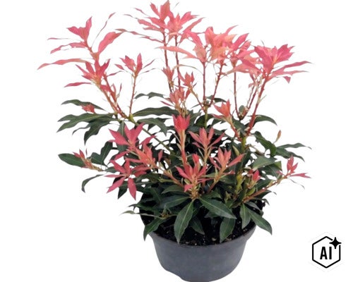 Lavendelheide Pieris japonica mit rötlichem Austrieb im schwarzen Pflanztopf. (Image AI modified or generated)