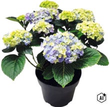 Hortensie im Topf mit blauen und hellgrünen Blüten sowie grünen Blättern. (Image AI modified or generated)