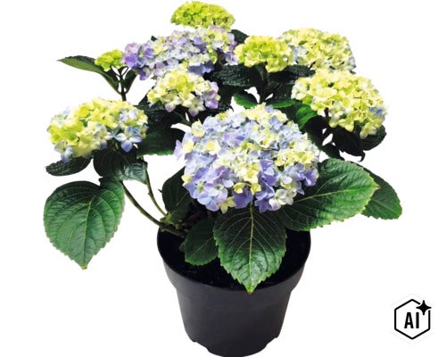 Hortensie im Topf mit blauen und hellgrünen Blüten sowie grünen Blättern. (Image AI modified or generated)