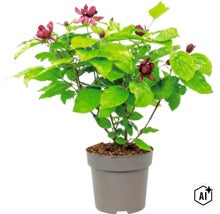 Echter Gewürzstrauch Calycanthus mit dunkelroten Blüten in einem grauen Kunststofftopf. (Image AI modified or generated)