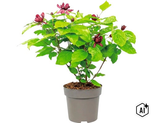 Echter Gewürzstrauch Calycanthus mit dunkelroten Blüten in einem grauen Kunststofftopf. (Image AI modified or generated)