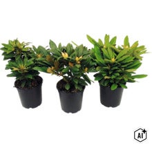 Drei Rhododendron-Pflanzen mit Knospen in schwarzen Kunststofftöpfen. (Image AI modified or generated)