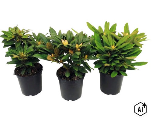 Drei Rhododendron-Pflanzen mit Knospen in schwarzen Kunststofftöpfen. (Image AI modified or generated)