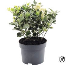 Kriechspindel Euonymus fortunei im schwarzen Kunststofftopf. (Image AI modified or generated)