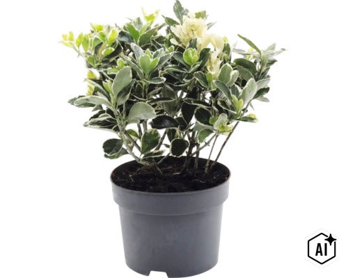 Kriechspindel Euonymus fortunei im schwarzen Kunststofftopf. (Image AI modified or generated)