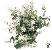 Kriechspindel Euonymus fortunei mit grün und weiß panaschierten Blättern. (Image AI modified or generated)