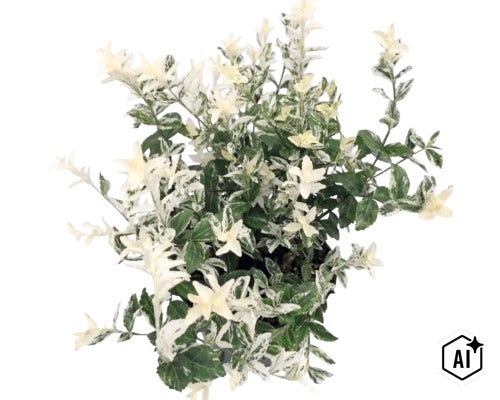 Kriechspindel Euonymus fortunei mit grün und weiß panaschierten Blättern. (Image AI modified or generated)