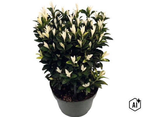 Japanischer Spindelstrauch Euonymus fortunei Paloma Blanca mit dunkelgrünen Blättern und weißen Triebspitzen im Pflanztopf. (Image AI modified or generated)